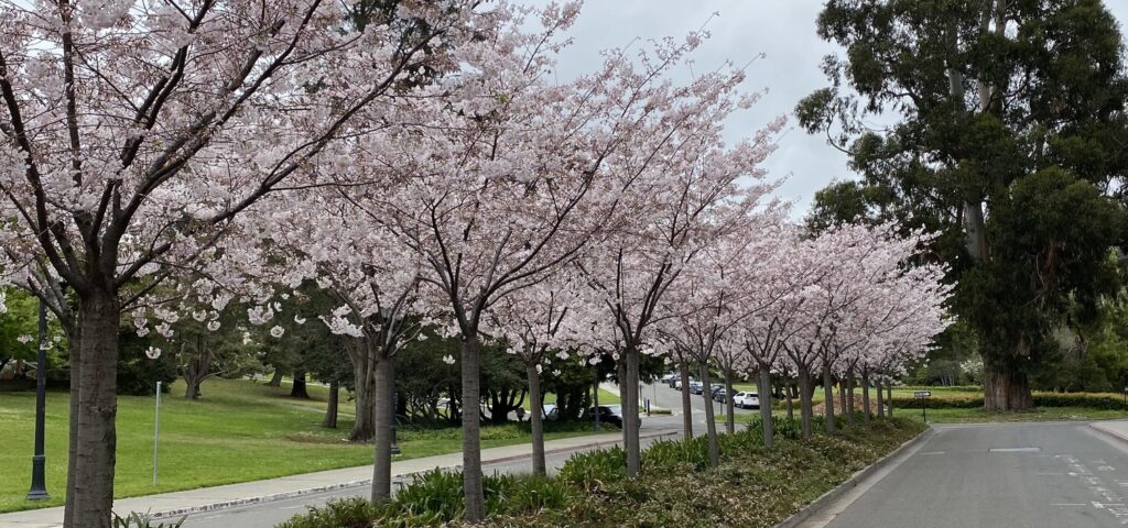 Cherry blossoms alley